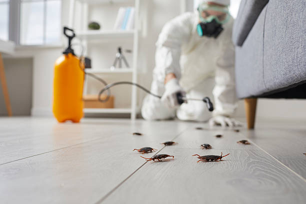 Commercial Kitchen Cockroach Control in Westminster